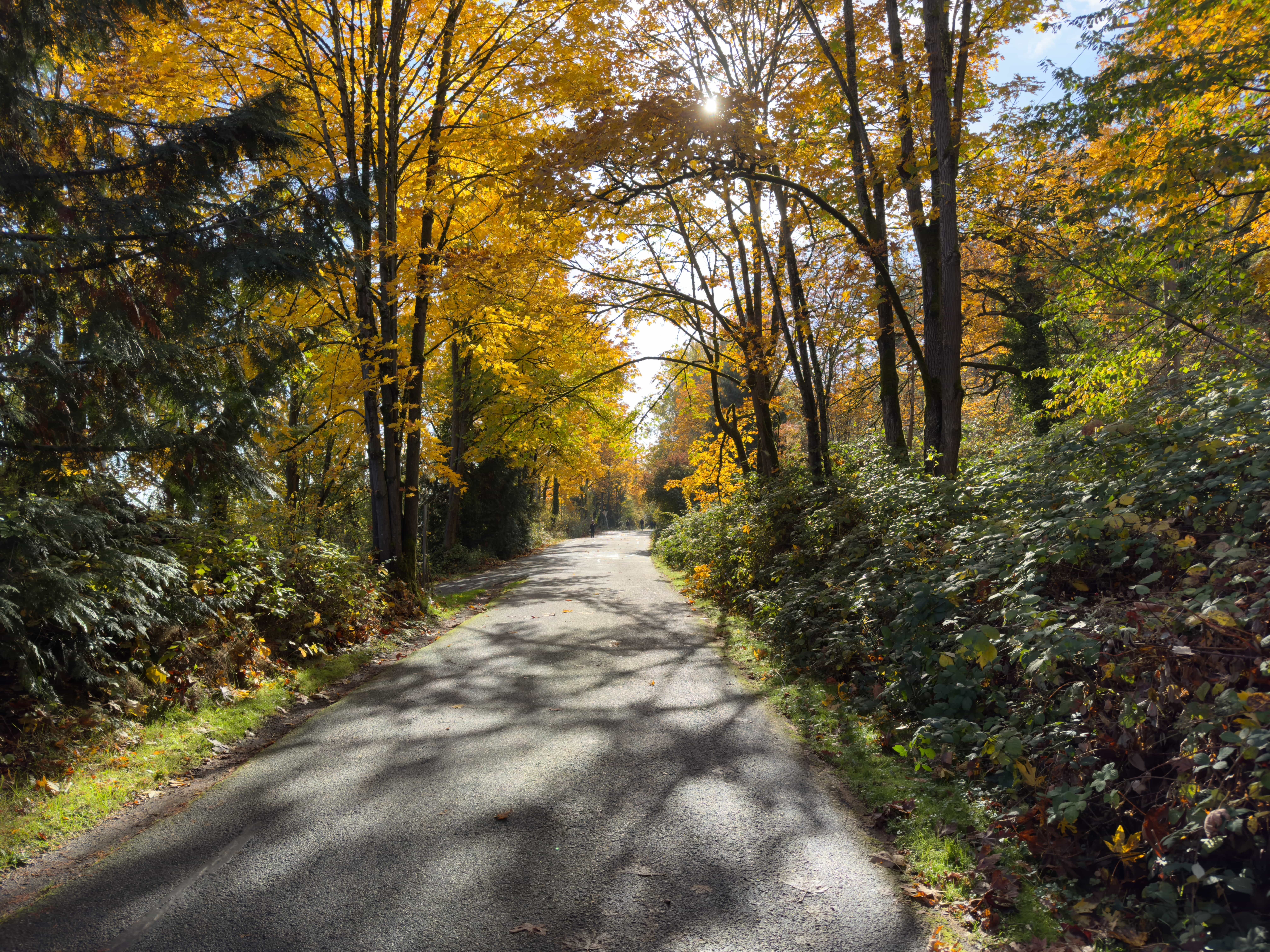 a concrete road in between two long rows of bushes and trees with golden leaves underneath the sun.